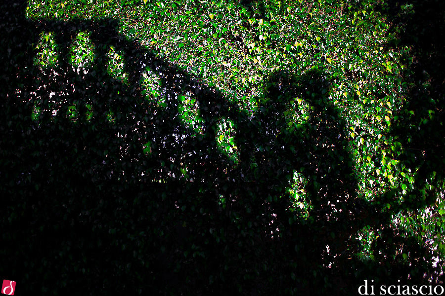 Villa Salcedo Wedding photography of Natalie De Diego and Andy Holmes in Miami, FL, Wedding in South Florida from Lisette and Alessandro Di Sciascio of Di Sciascio Photography, South Florida wedding photography from Fort Lauderdale wedding photographers.